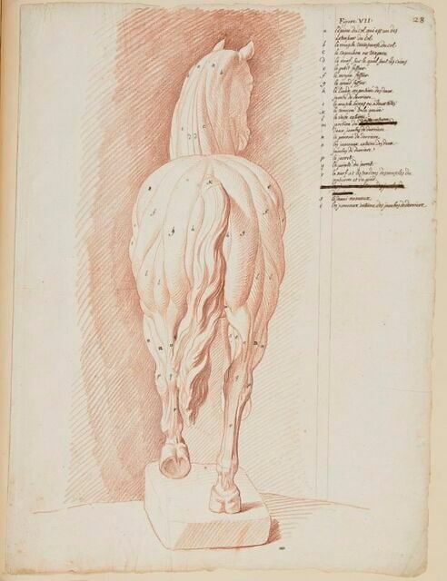 Cheval écorché debout, vu par derrière