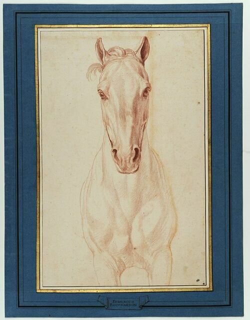 Cheval, vu jusqu'aux avant-bras, de face
