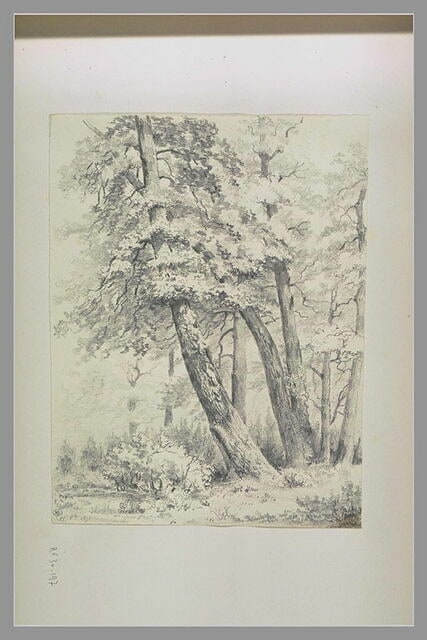 Grands arbres