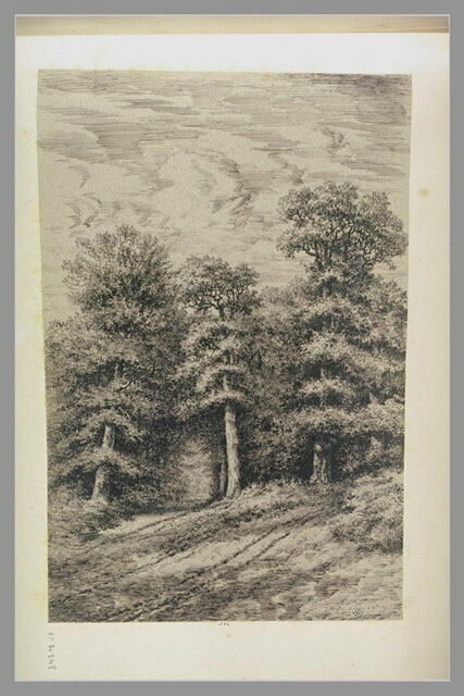 Orée d'un bois