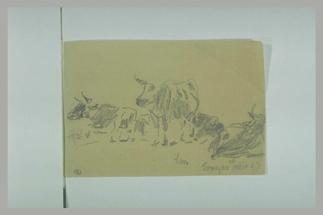 Etude de quatre vaches