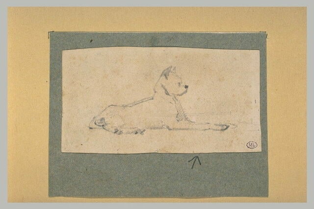 Chien couché, tête dressée