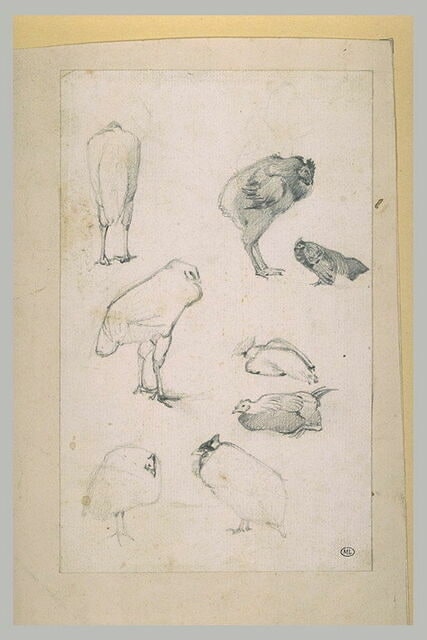 Etudes de galinacées