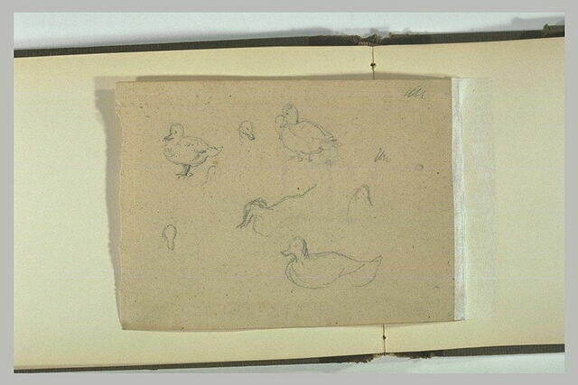 Croquis de canards