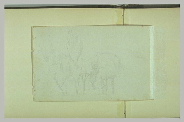Léger croquis d'arbres au feuillage dense