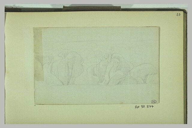 Croquis d'arbres, à perte de vue