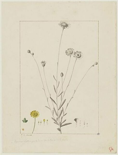 Une plante du jardin de Cels : Achillea imbricata (Composées)