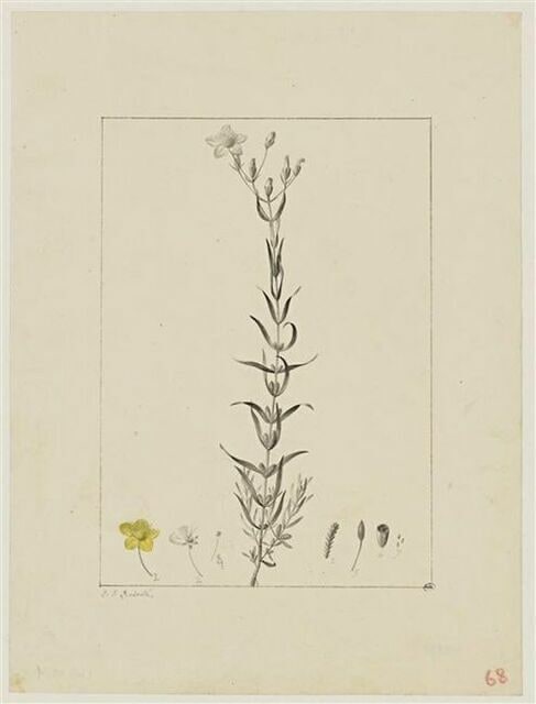 Une plante du jardin de Cels : Hypericum heterophyllum (Hypéricacées)