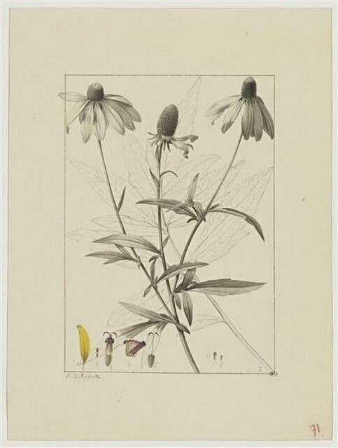 Une plante du jardin de Cels : Rudbeckia pinnata (Composées)