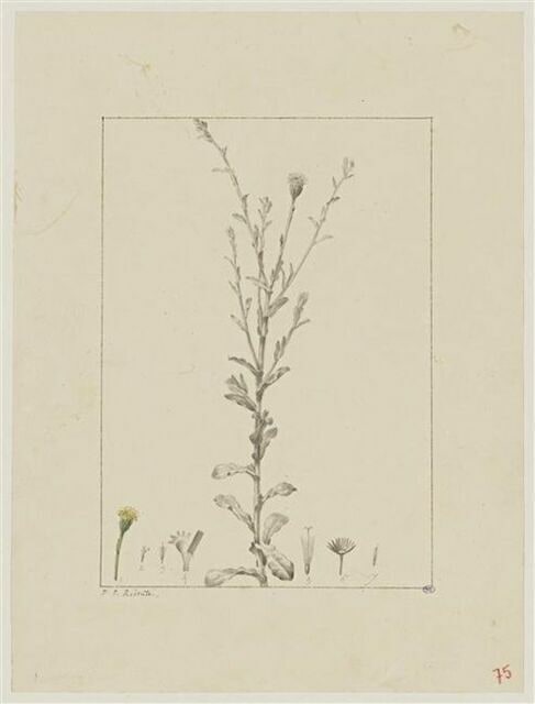 Une plante du jardin de Cels : Inula gnaphalodes (Composées)