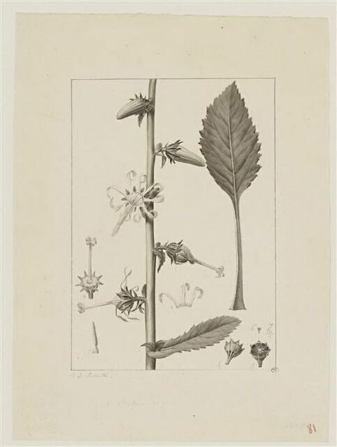 Une plante du jardin de Cels : Michauxia laevigata (Campanulacées)