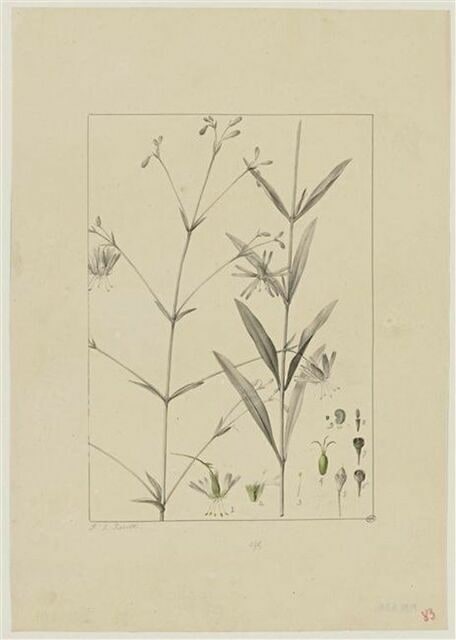 Une plante du jardin de Cels : Silene longipetala (Caryophyllacées)