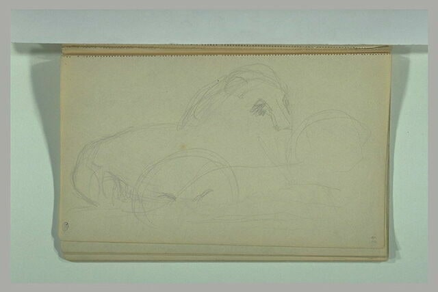 Etudes de lion