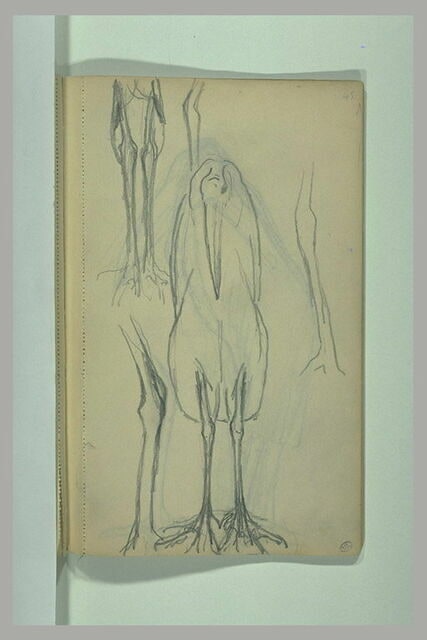 Oiseaux