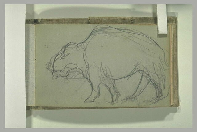 Bison, de profil vers la droite