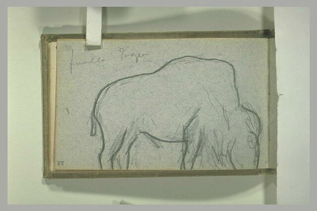 Bison, de profil vers la droite