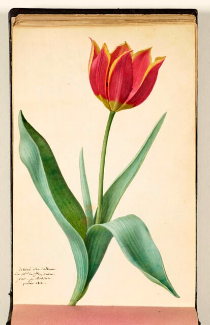 Tulipe