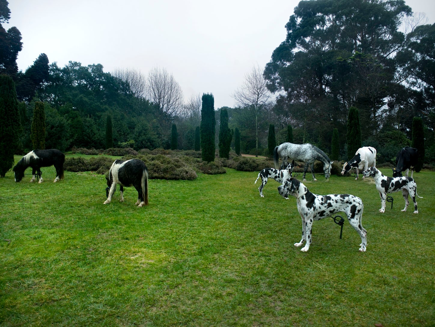 Black & White Animals