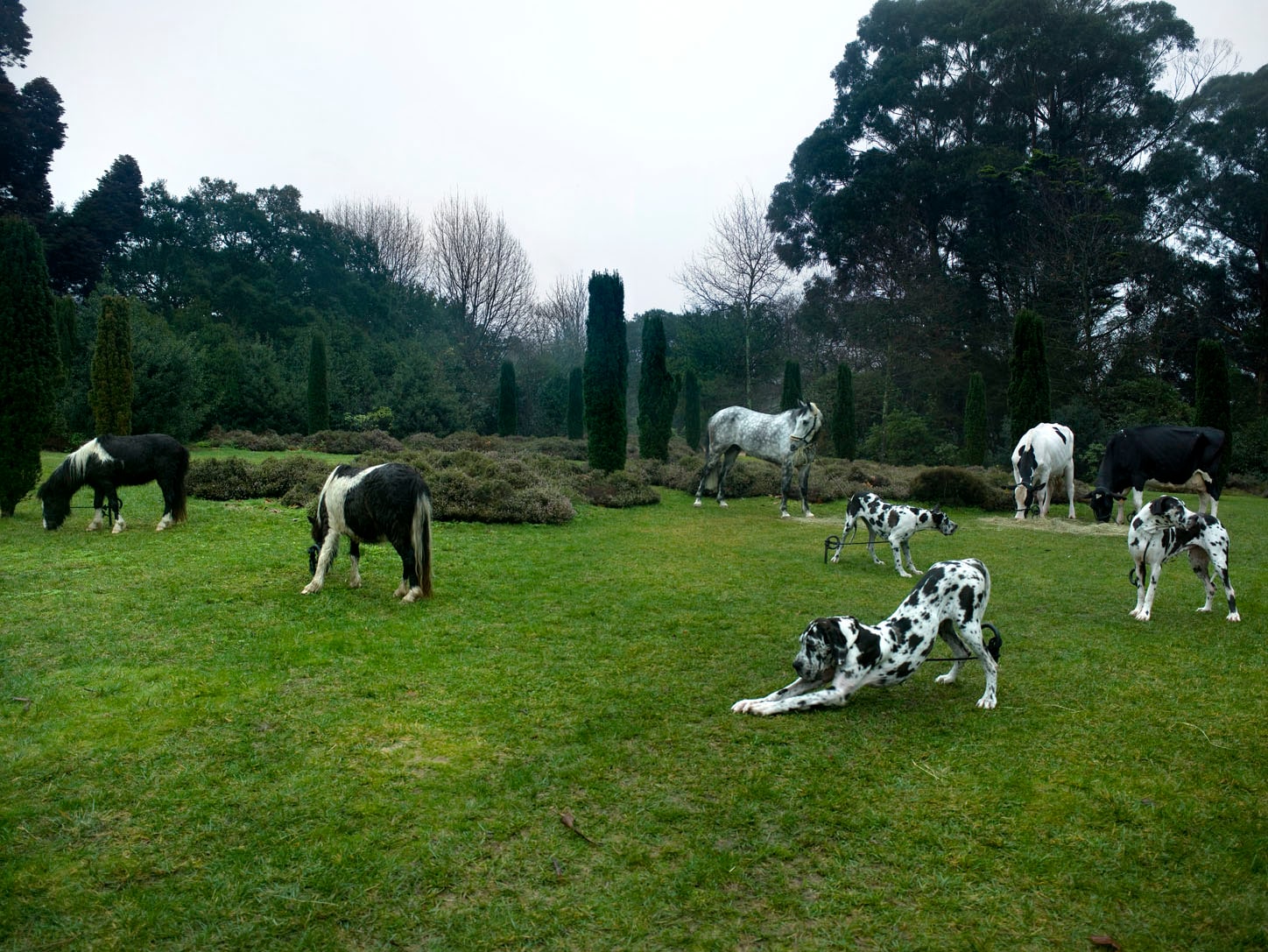 Black & White Animals