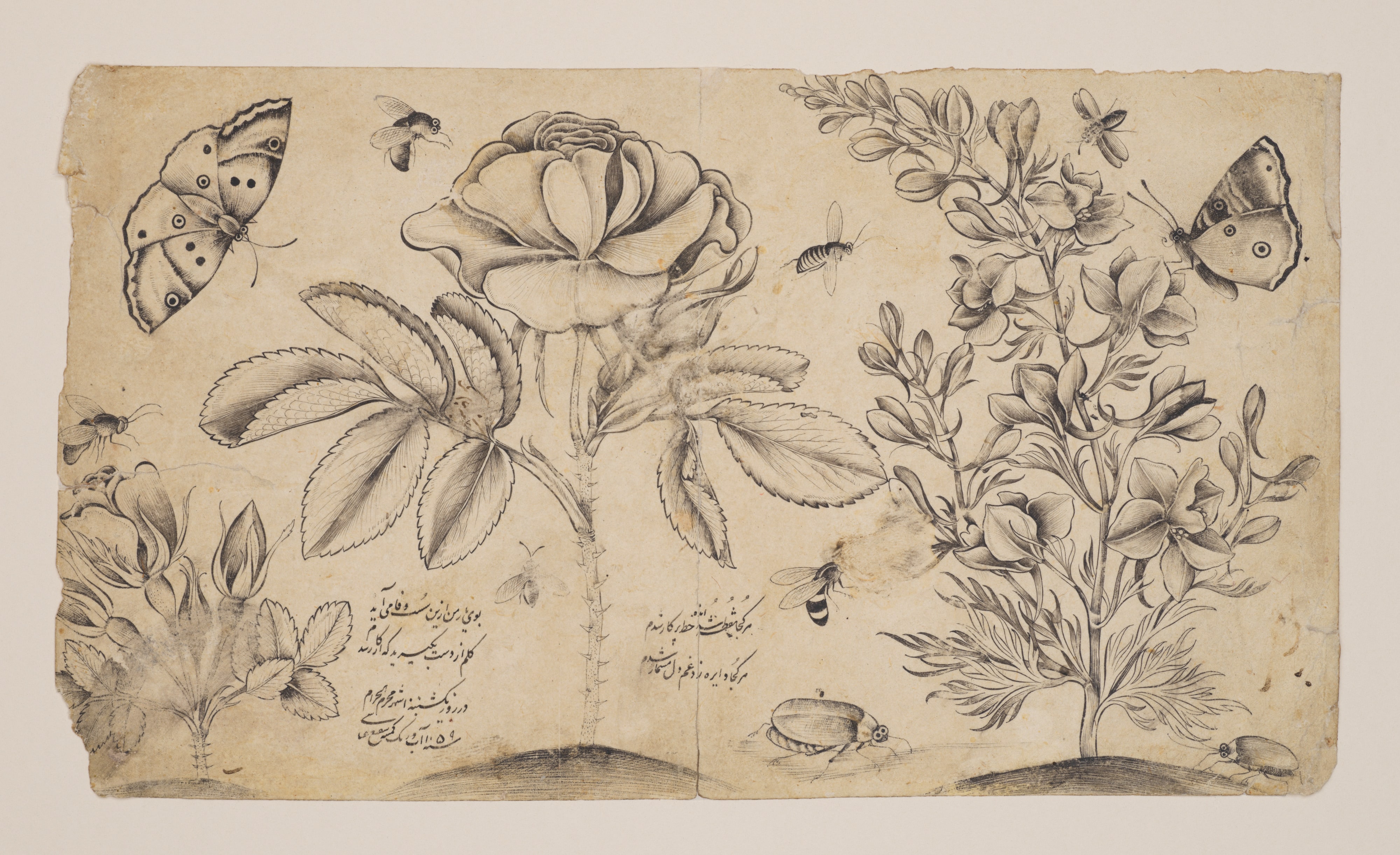 Drawing with Flowers, Butterflies, and Insects