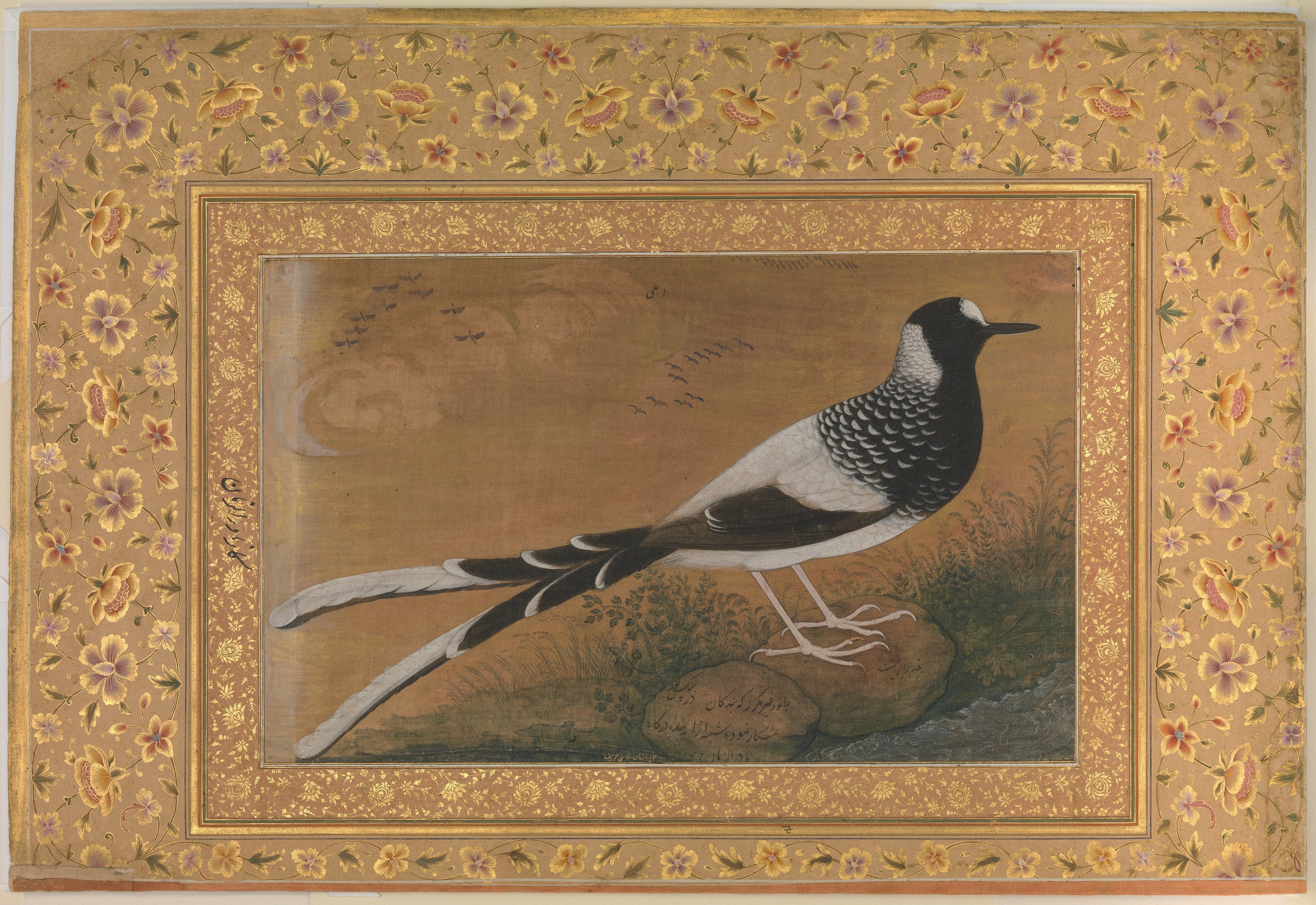 "Spotted Forktail", Folio from the Shah Jahan Album