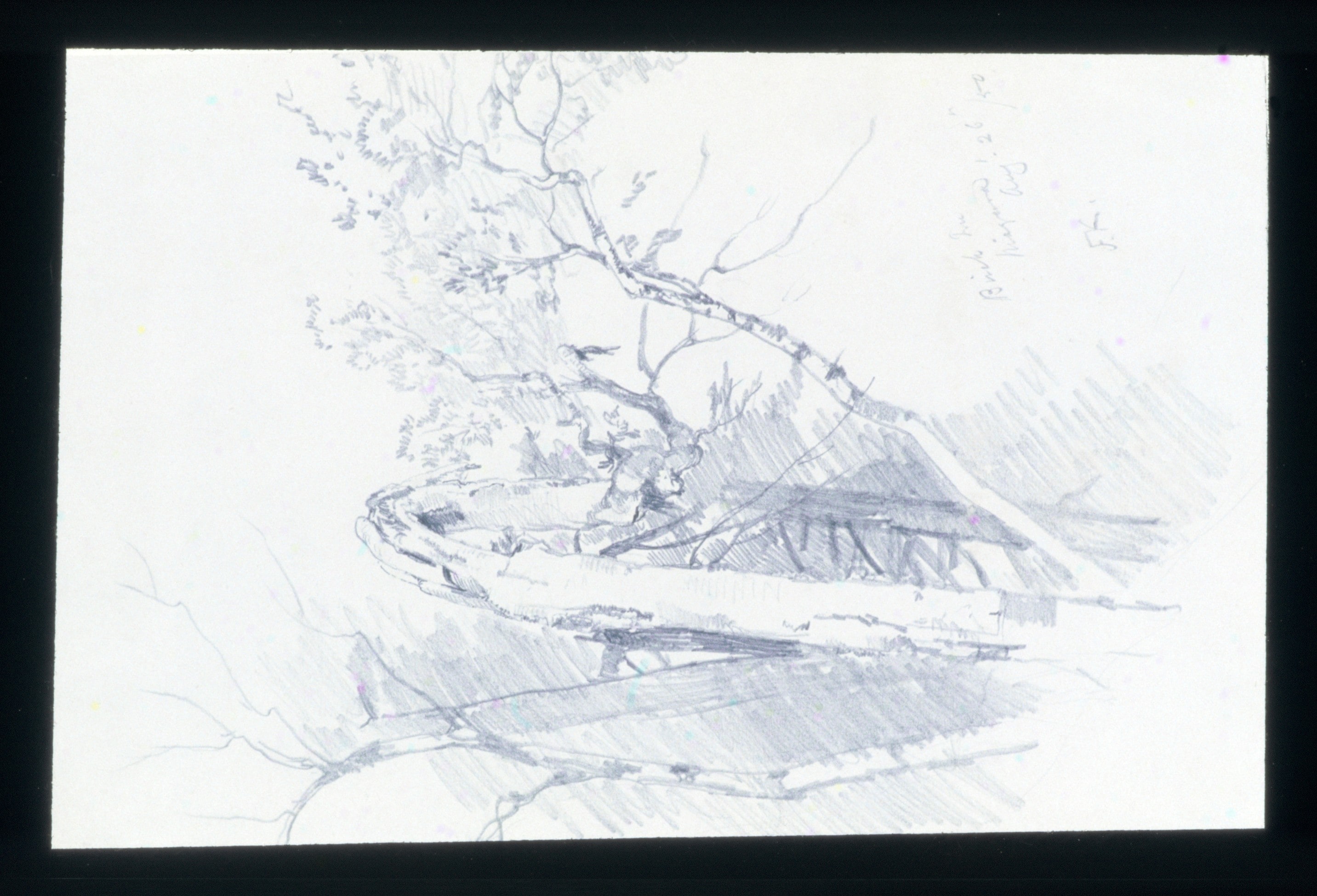 Birch Tree, Niagara