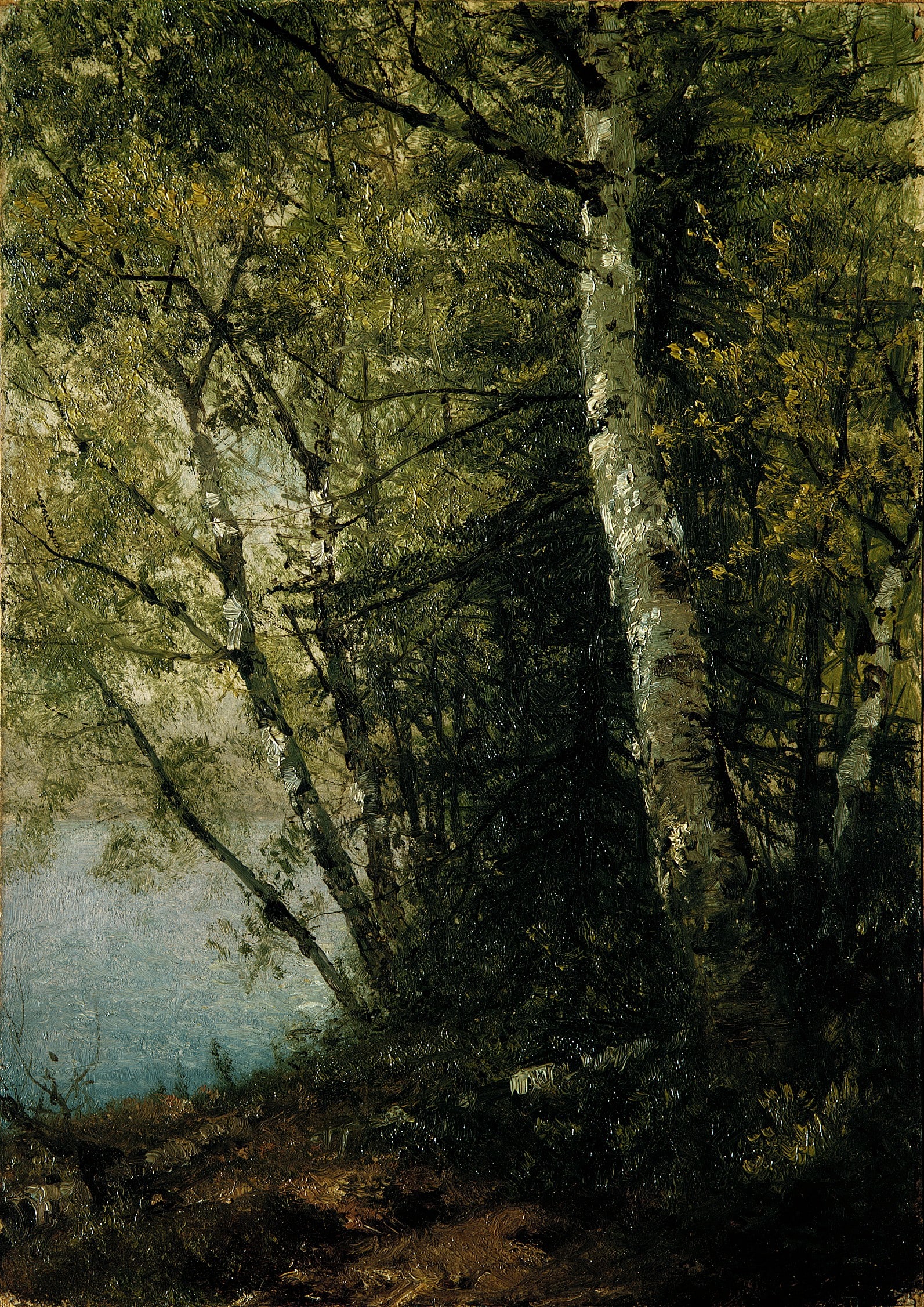 Study of Beeches