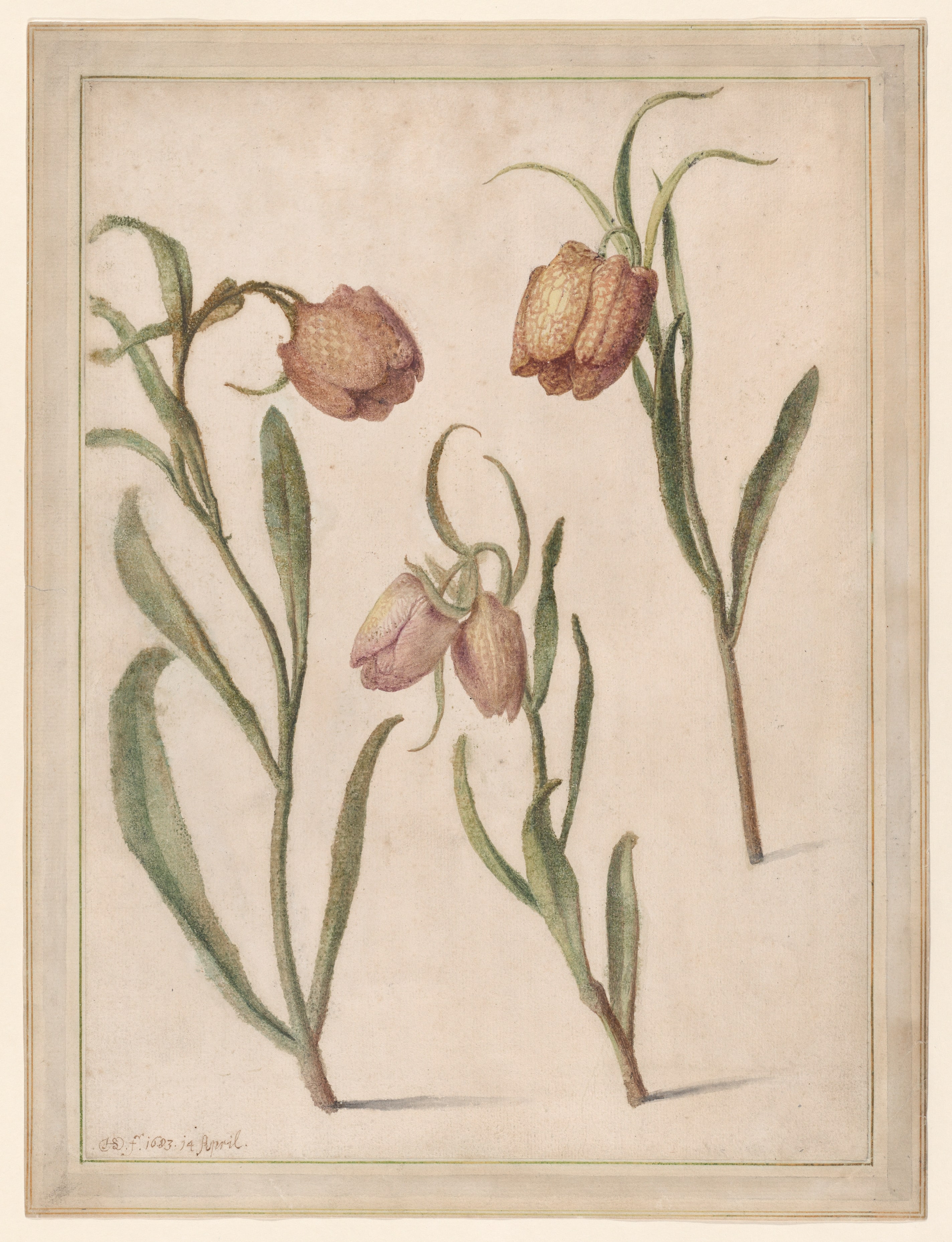 Study of Three Fritillaries