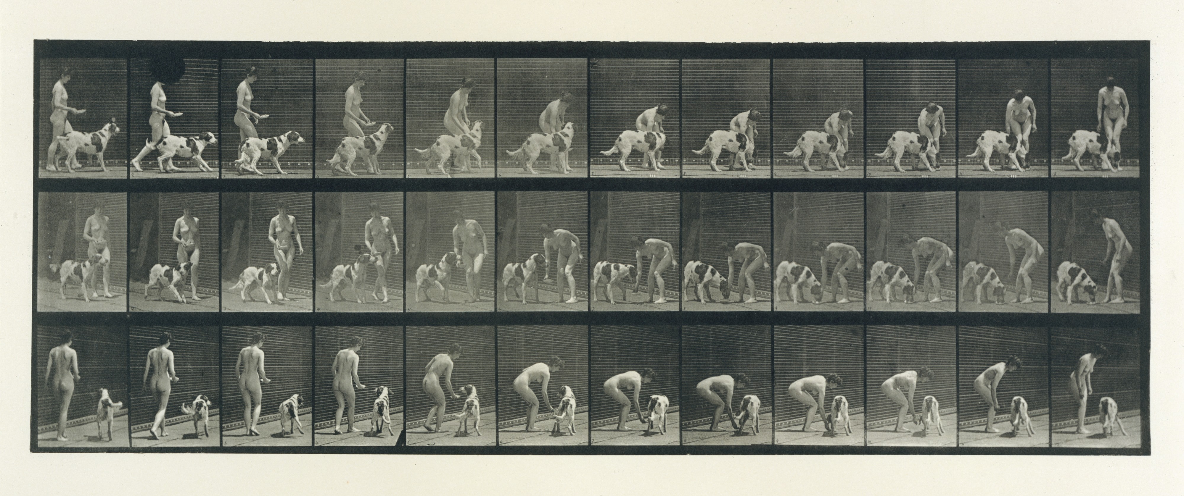 Animal Locomotion.  An Electro-Photographic Investigation of Consecutive Phases of Animal Movements.  Commenced 1872 - Completed 1885.  Volume IV, Women (Nude)