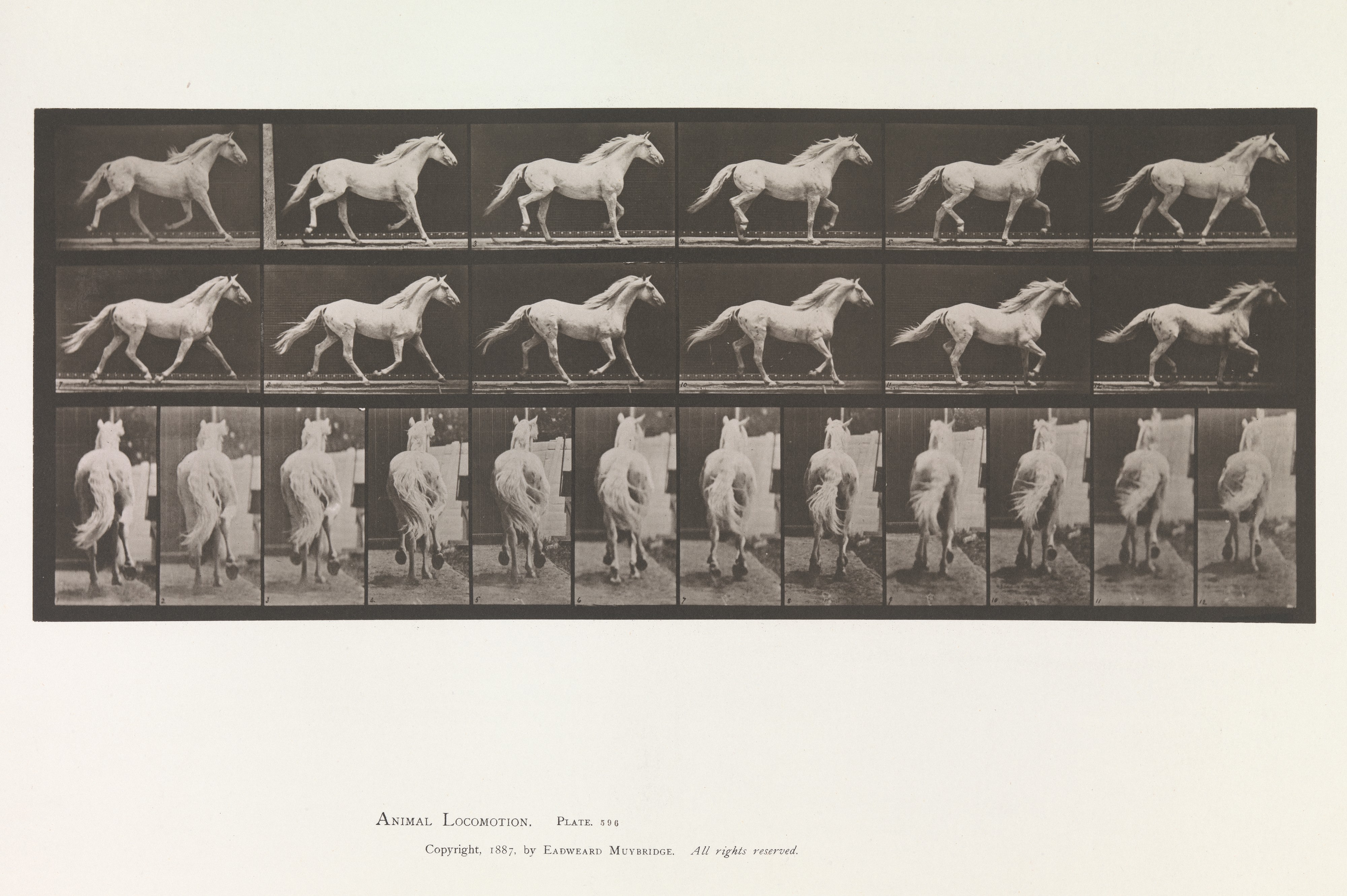 Animal Locomotion.  An Electro-Photographic Investigation of Consecutive Phases of Animal Movements.  Commenced 1872 - Completed 1885.  Volume IX, Horses