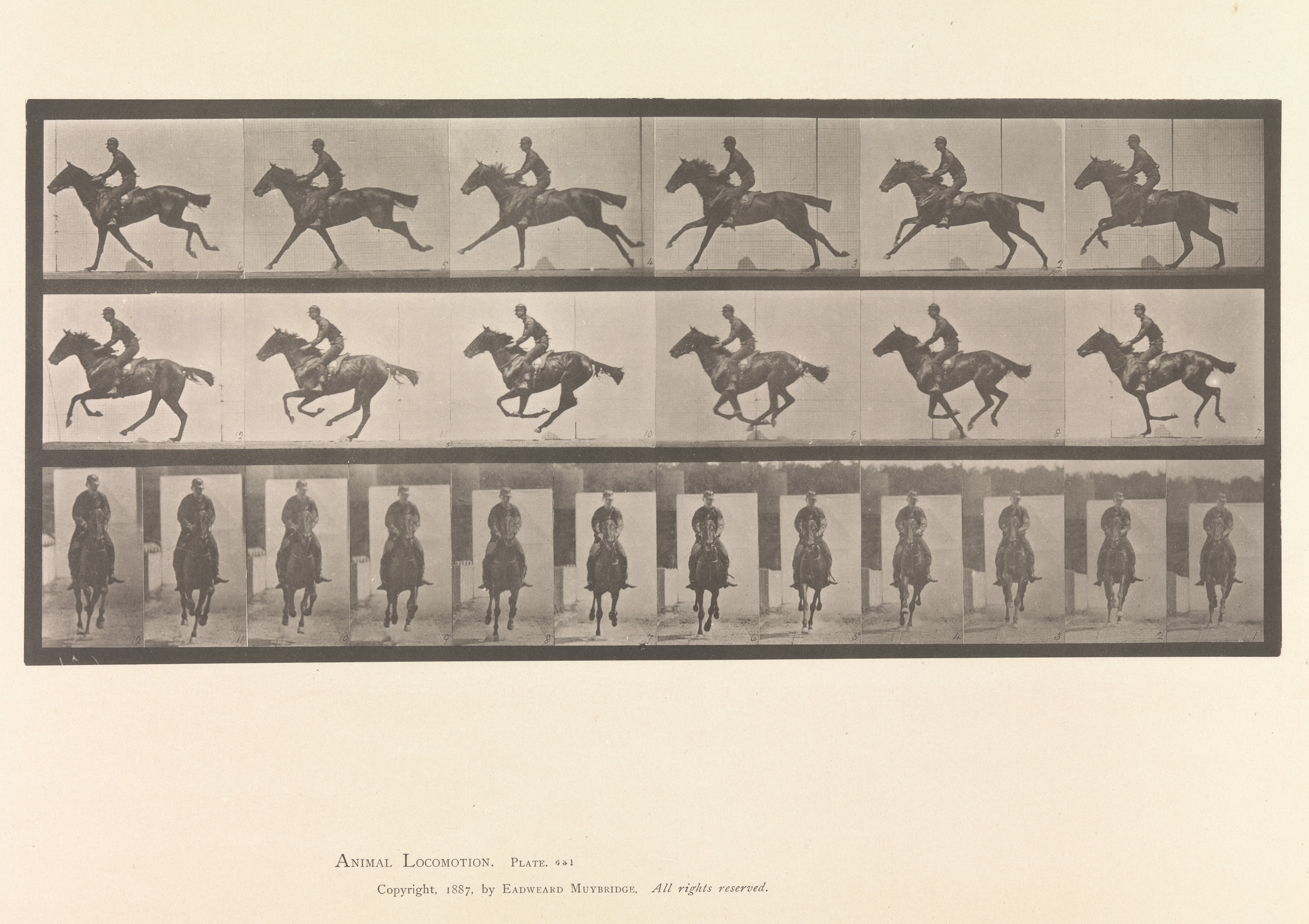 [Horse and Rider Galloping]