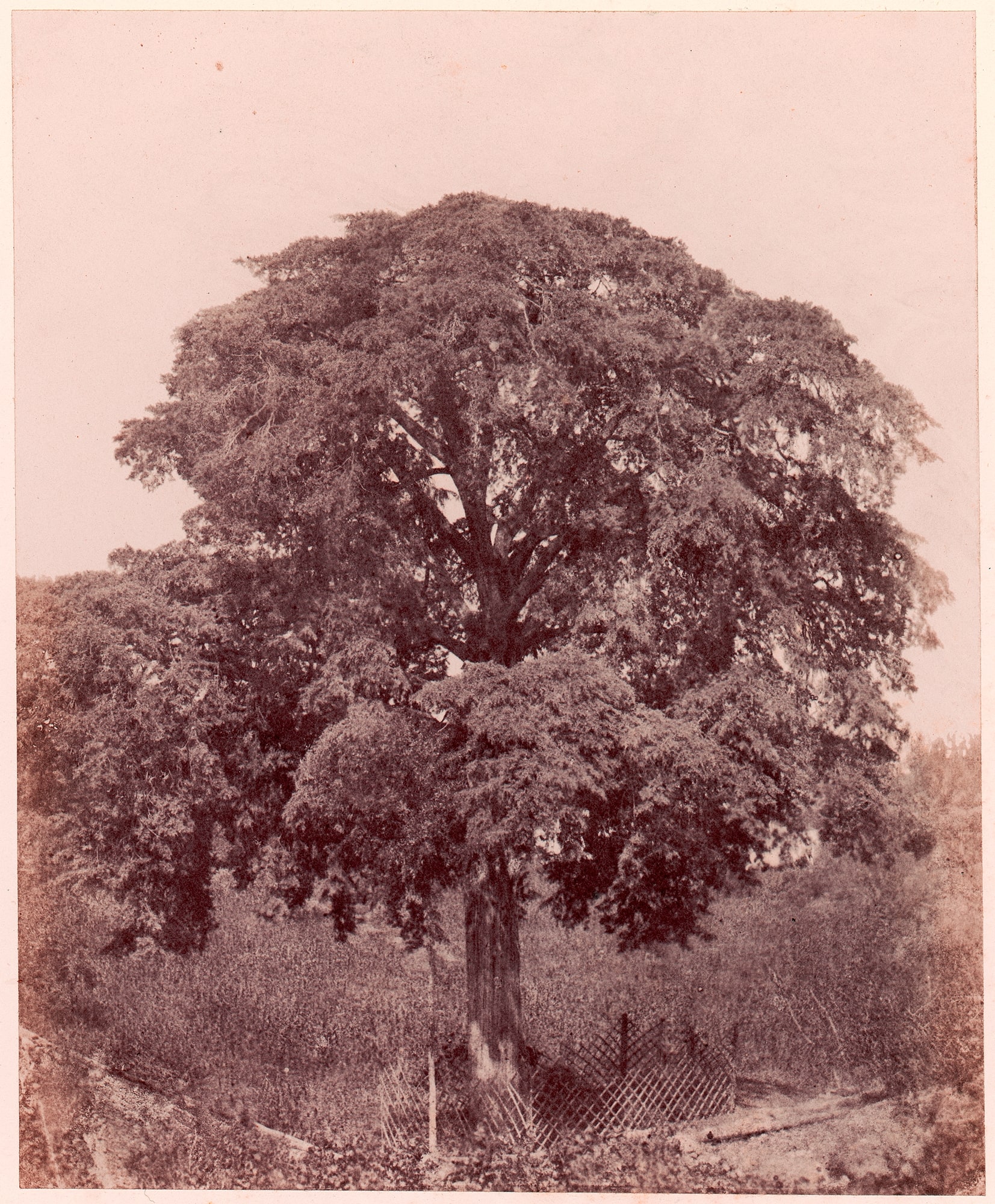 Étude d'arbre