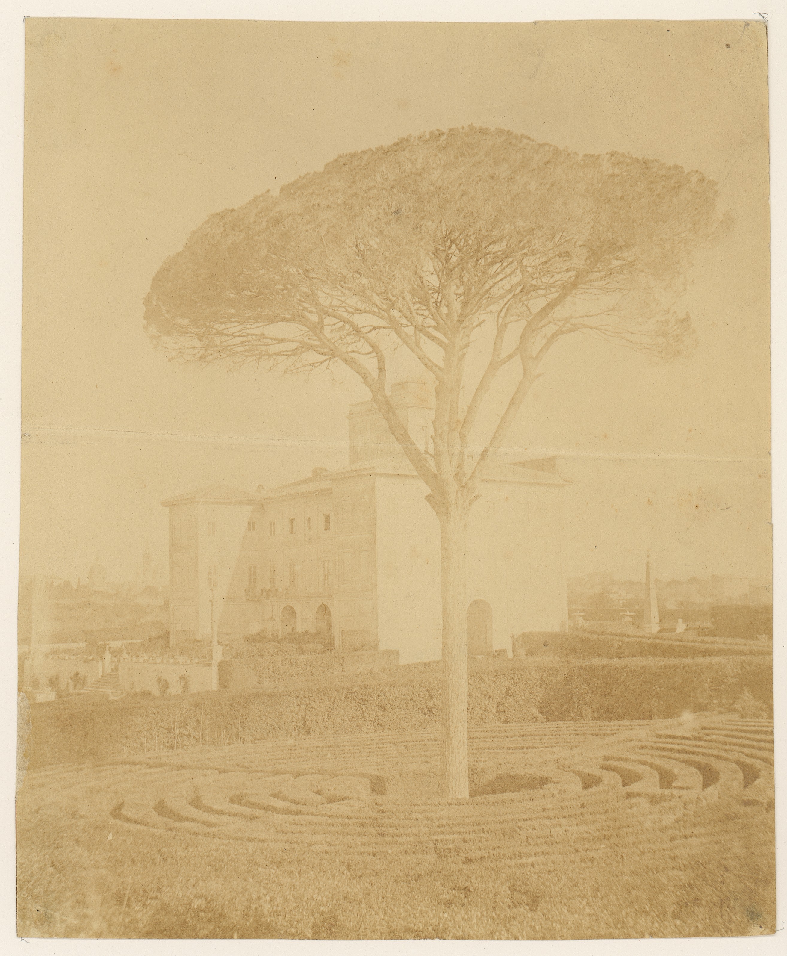 [Tree in Formal Garden Outside Palazzo]