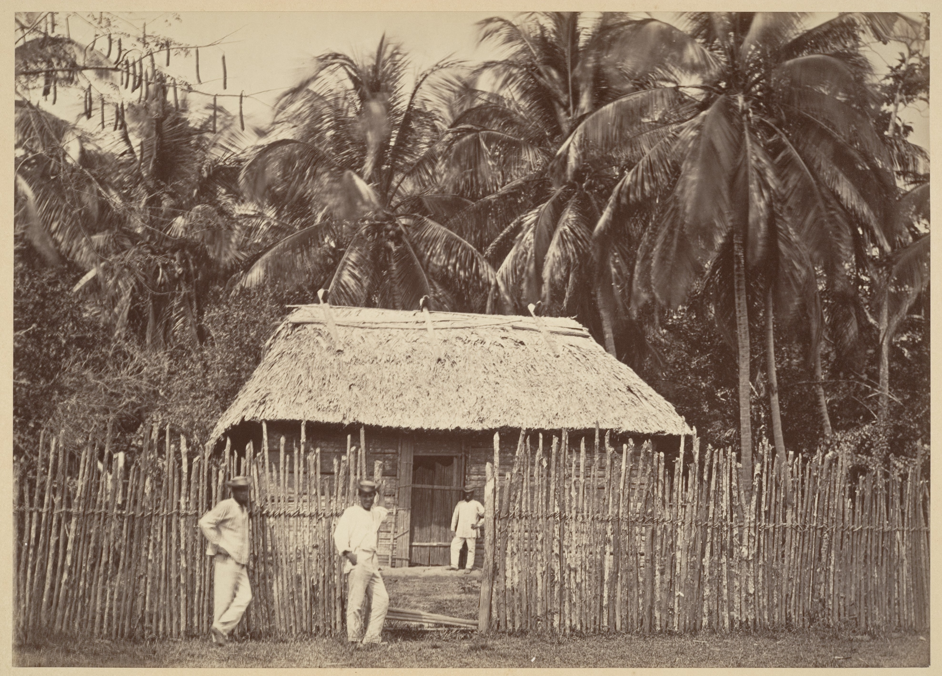 Tropical Scenery, Native Hut, Turbo