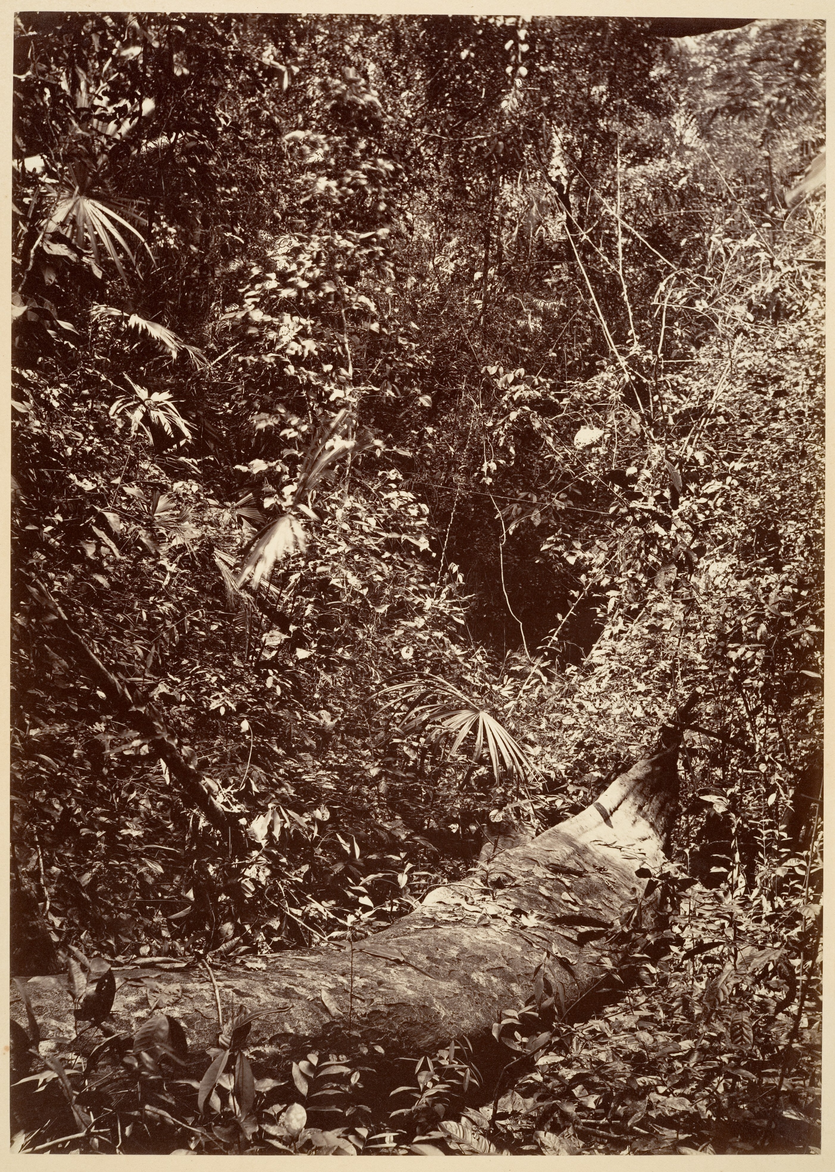 Tropical Scenery, Tropical Forest