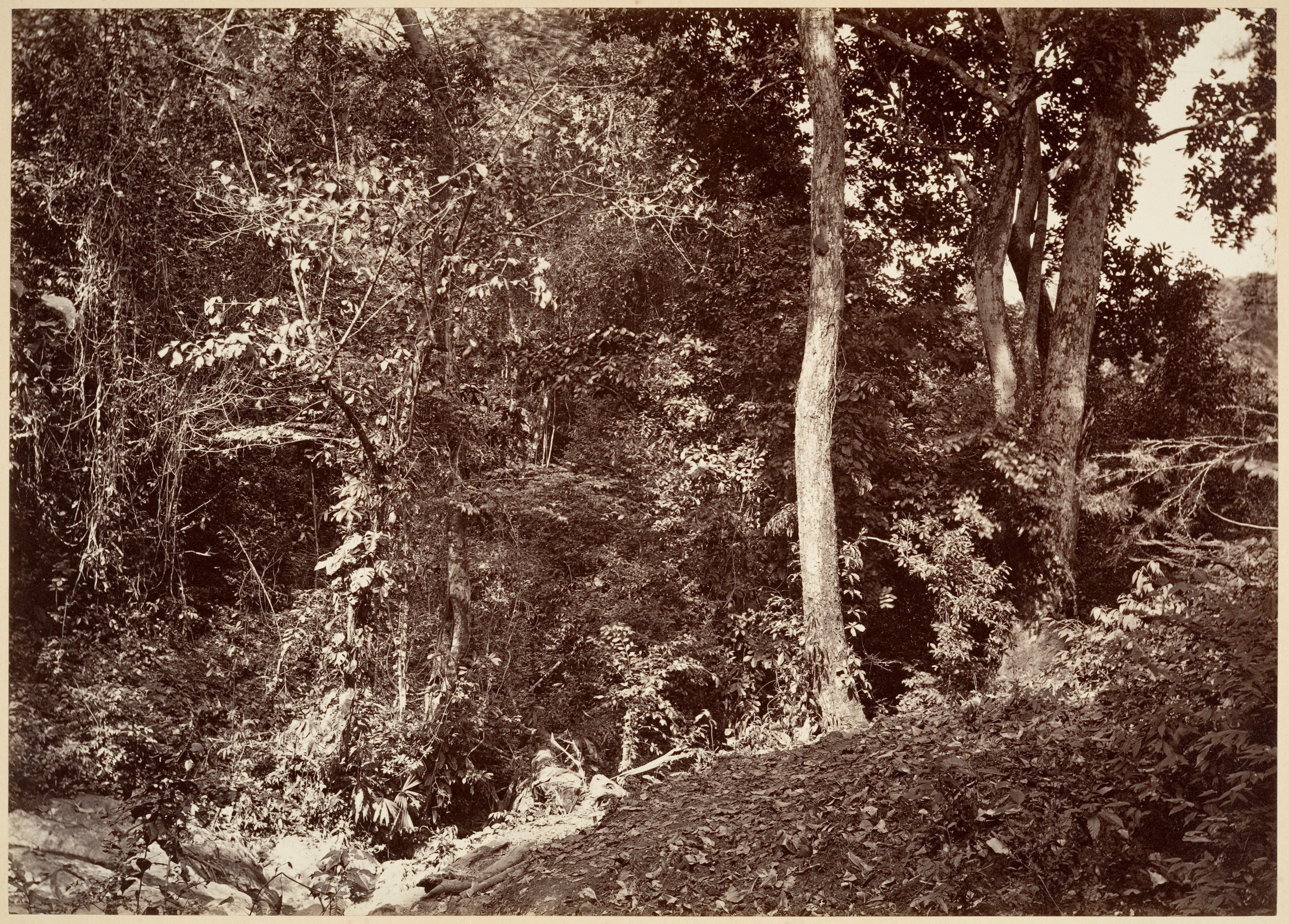 Tropical Scenery, View Near Chipigana