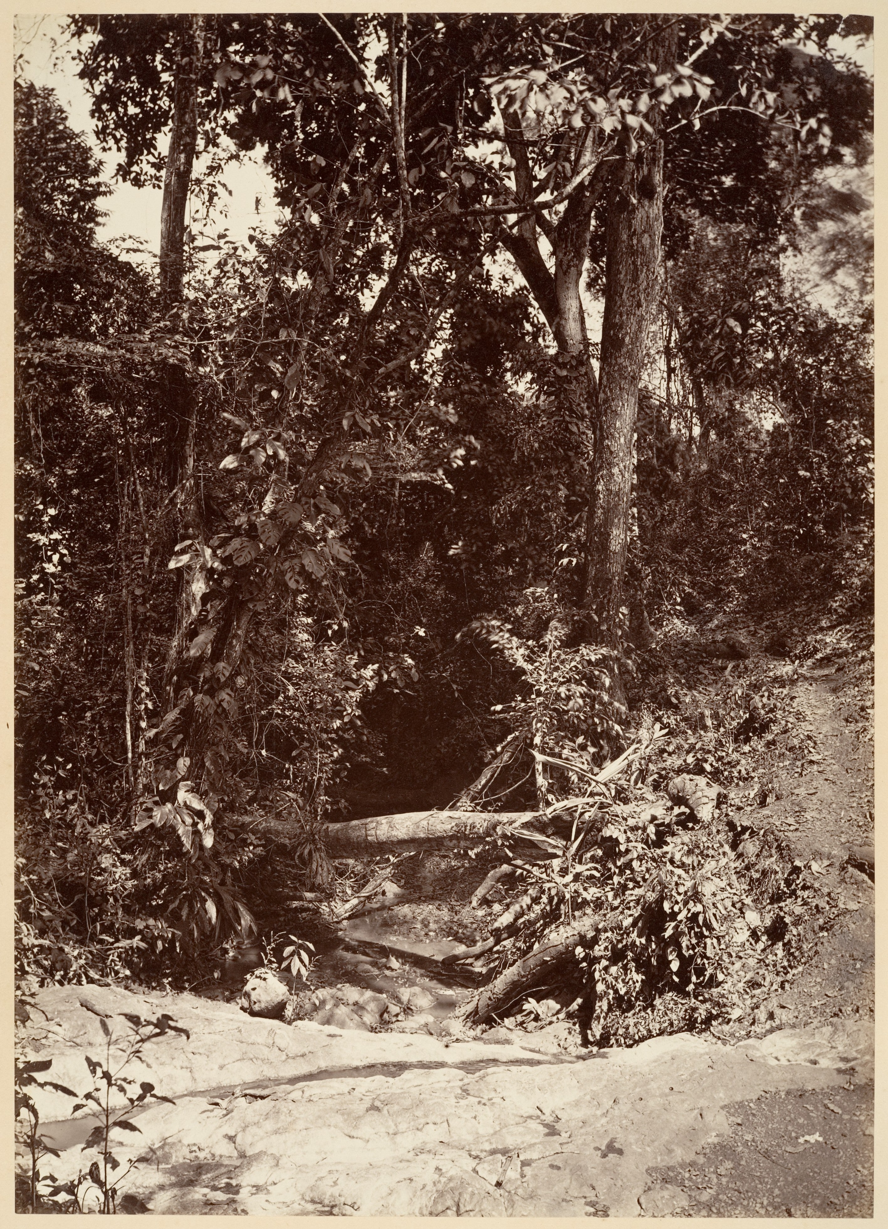 Tropical Scenery, The Brook El Bano, Chipigana