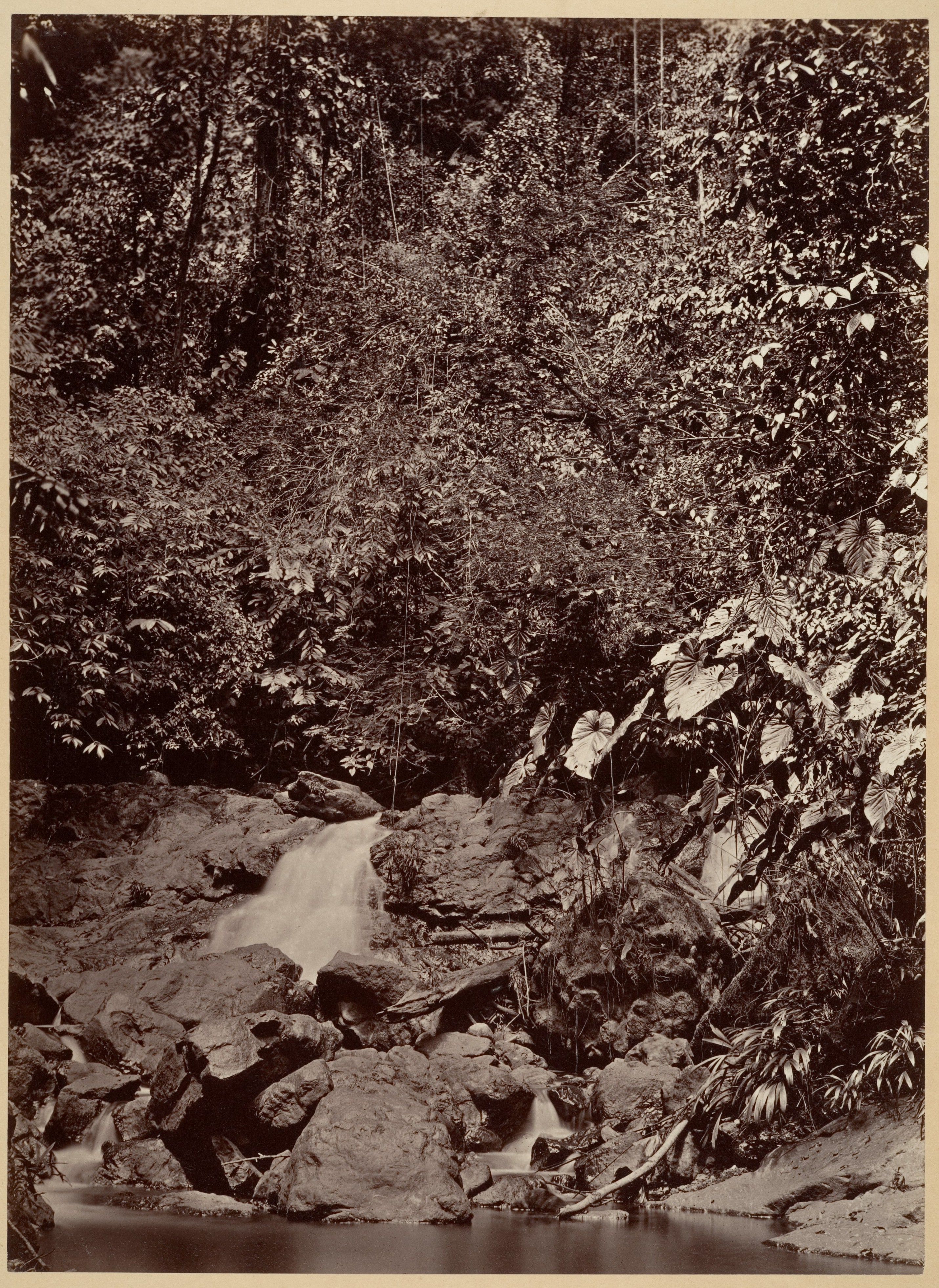 Tropical Scenery, Cascade, Limon River