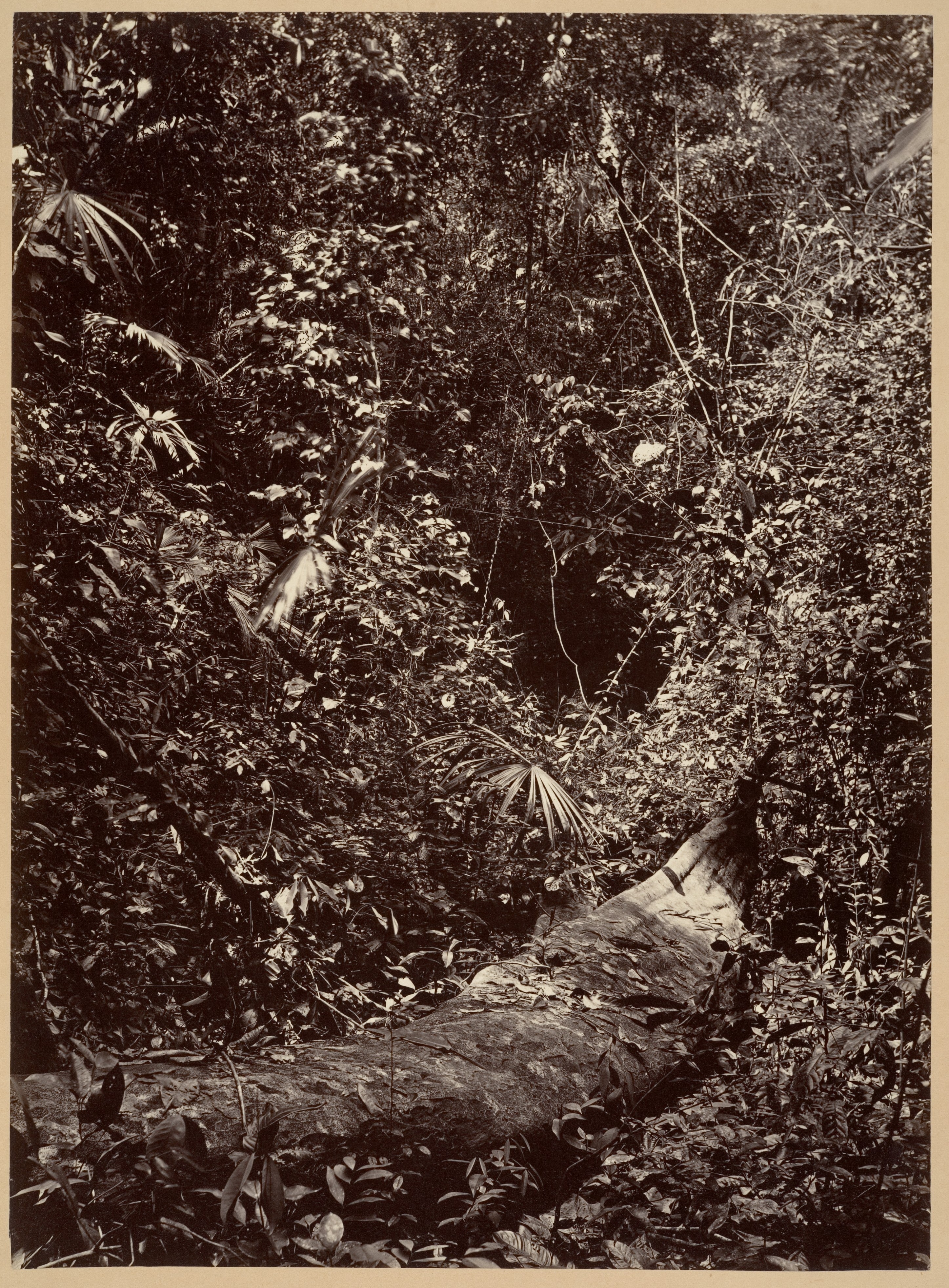 Tropical Scenery, Tropical Forest