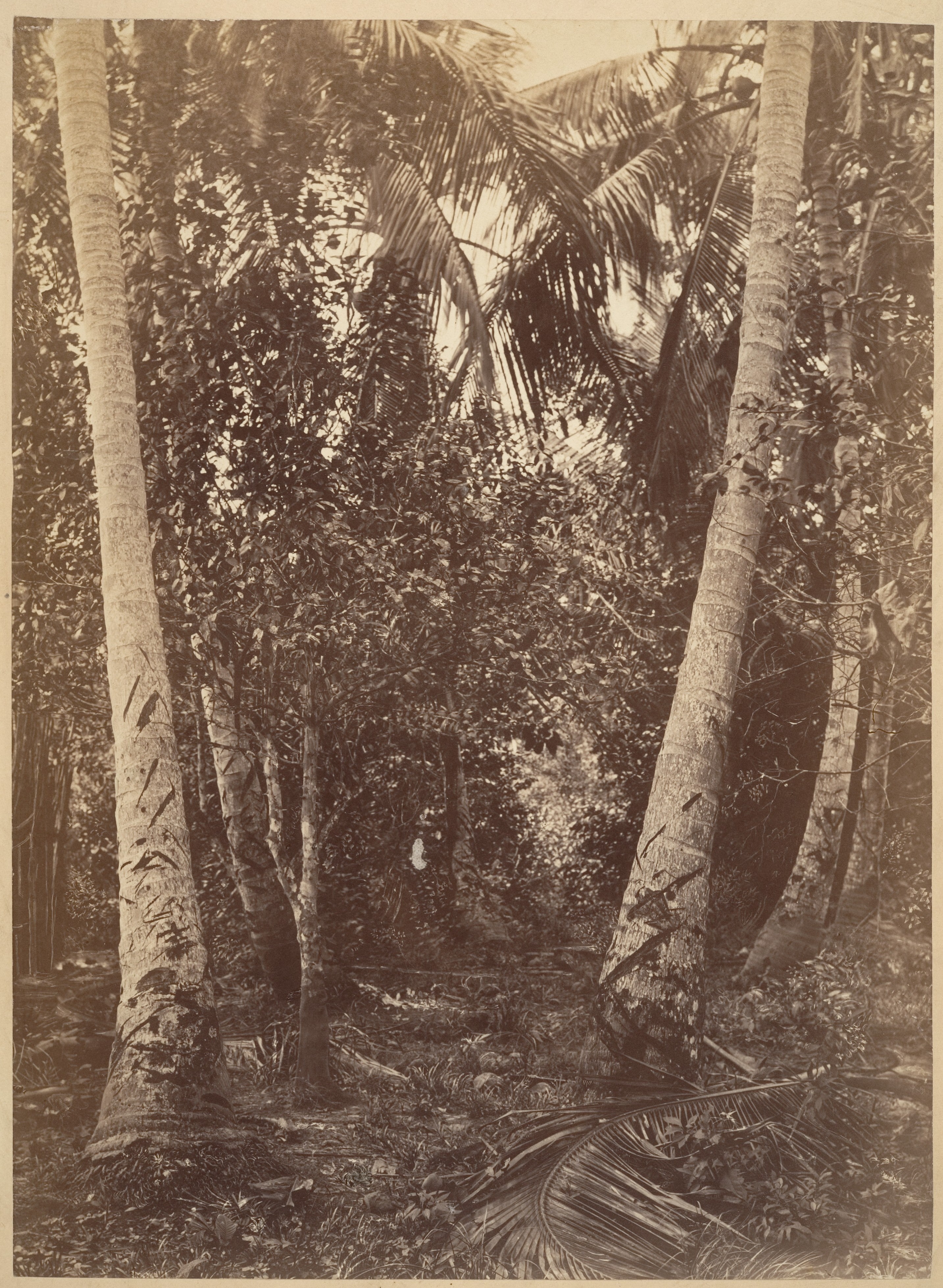Tropical Scenery, Forest Near Turbo