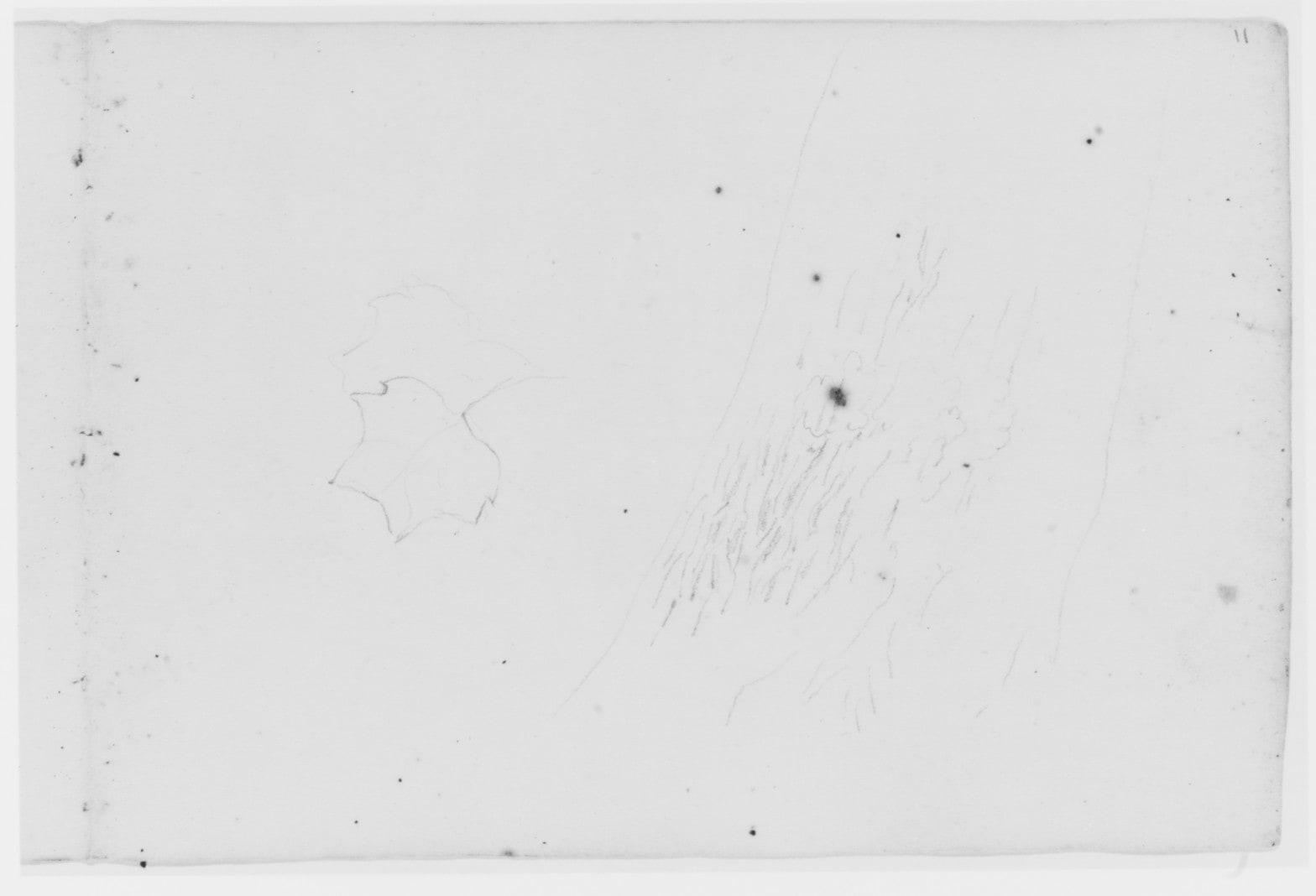 Leaf and Tree Study (from Sketchbook)