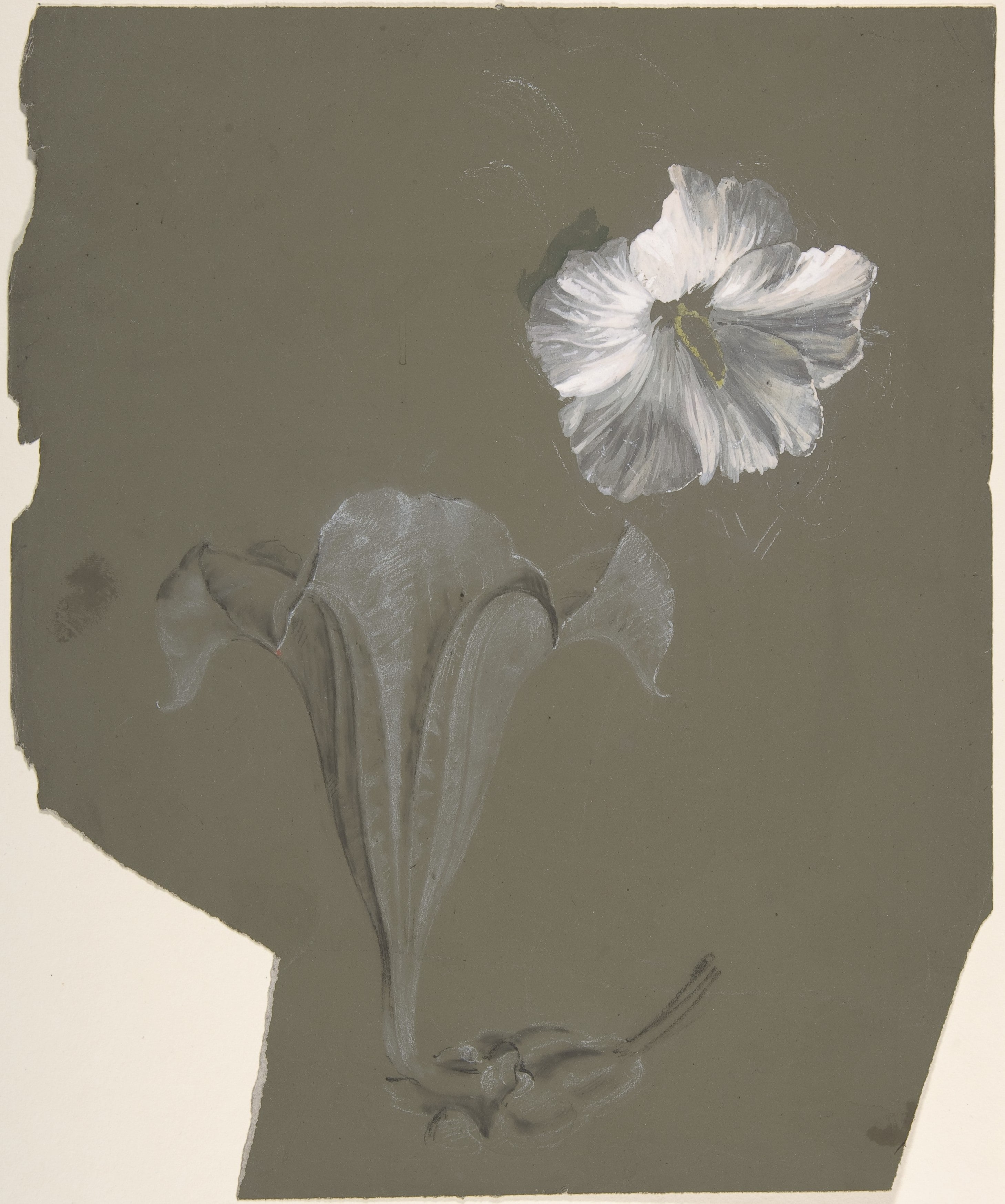 A Study of Two White Lilies