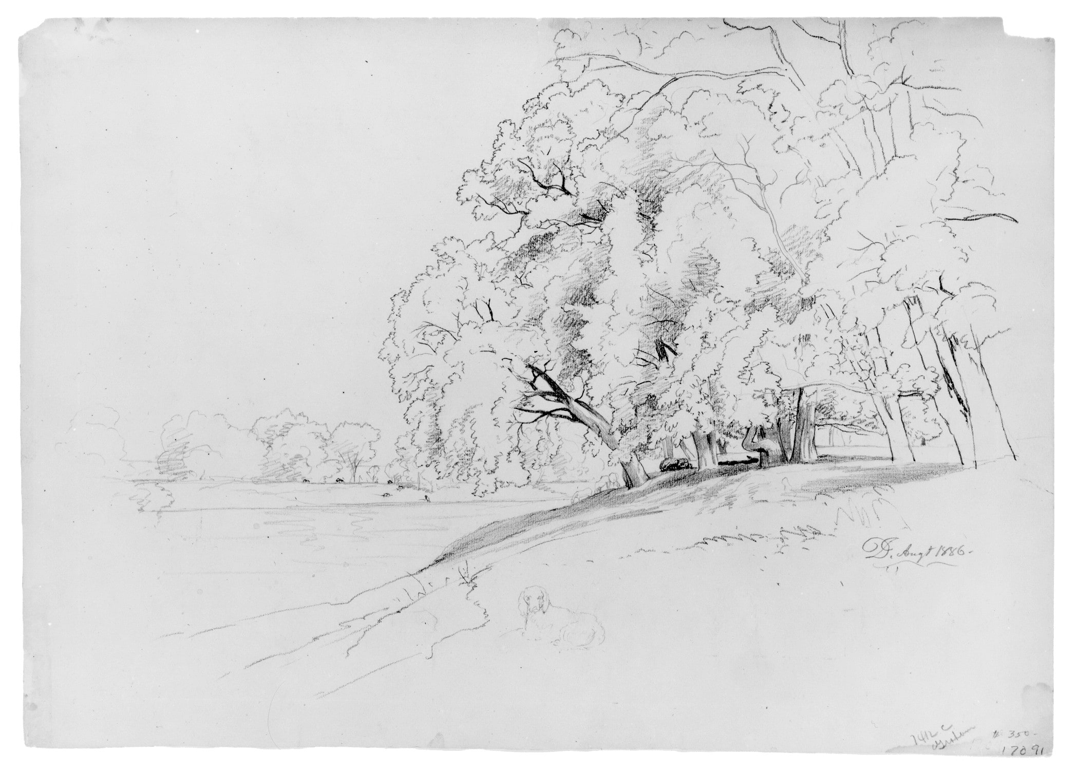 Trees and Dog