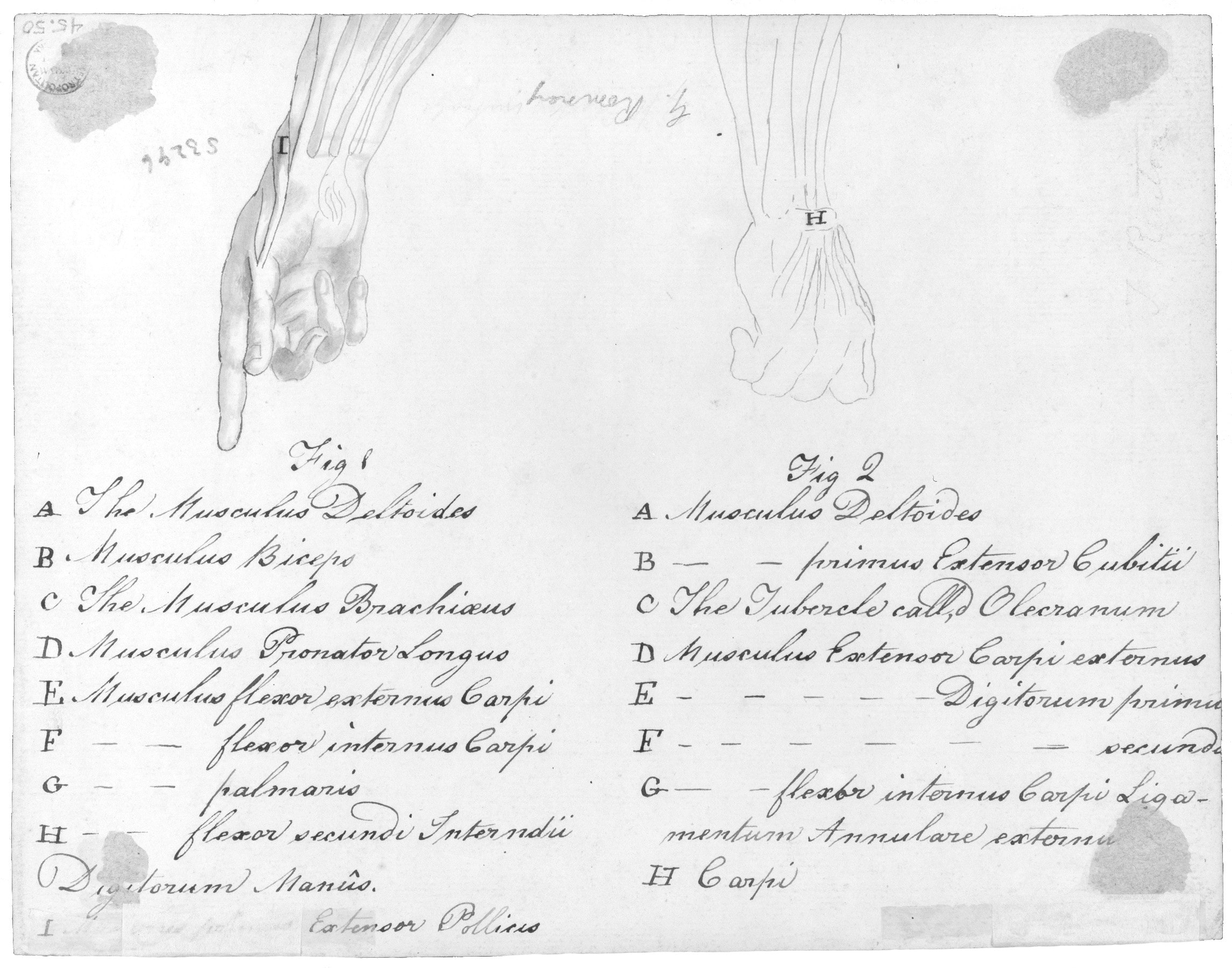 Anotomaical Description of the Hand and the Wrist
