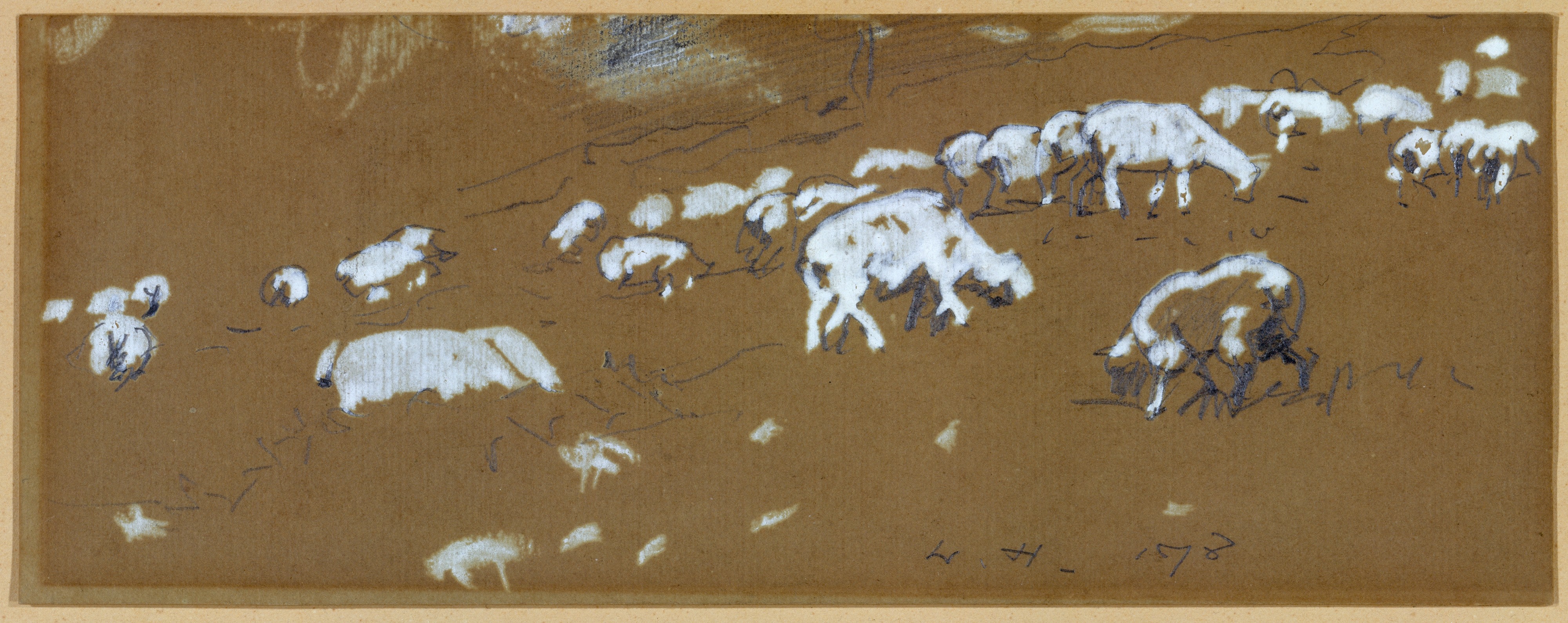 Sheep