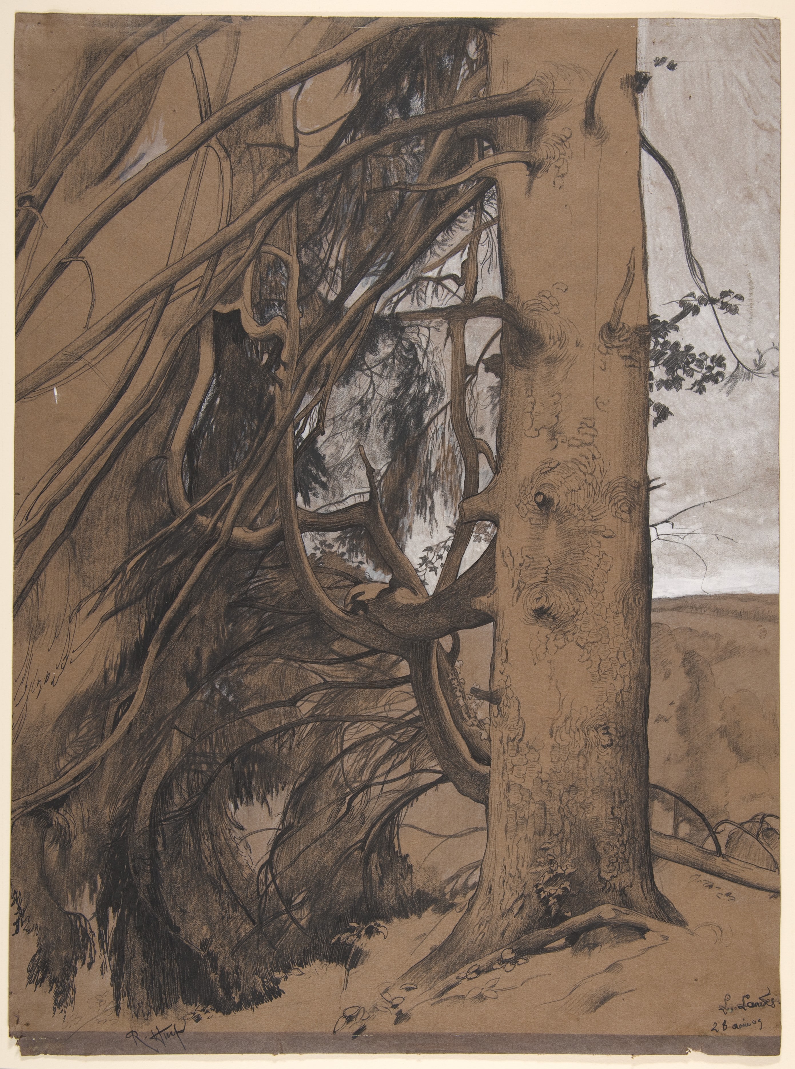 A Fir Tree in the Forest of the Landes, Aquitane