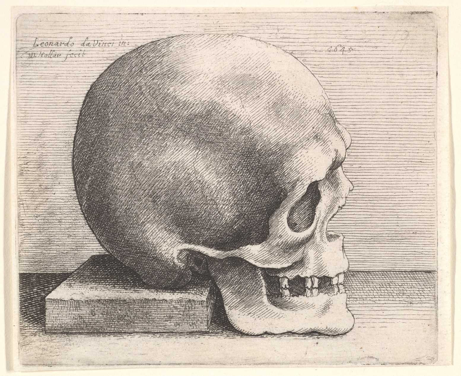 Skull in profile to right