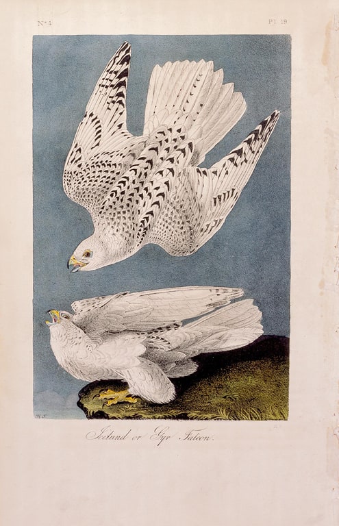 Iceland or Gyr Falcon, from The Birds of America (New York and Philadelphia, 1840-44)