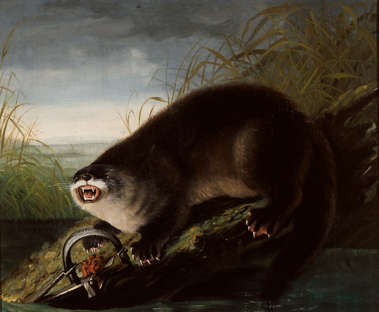 Entrapped Otter (Canada Otter)