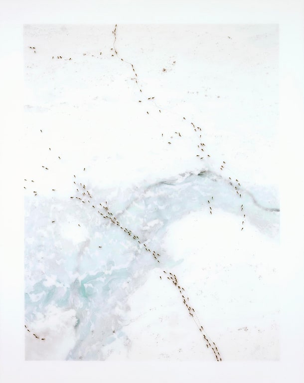 Caribou Migration I